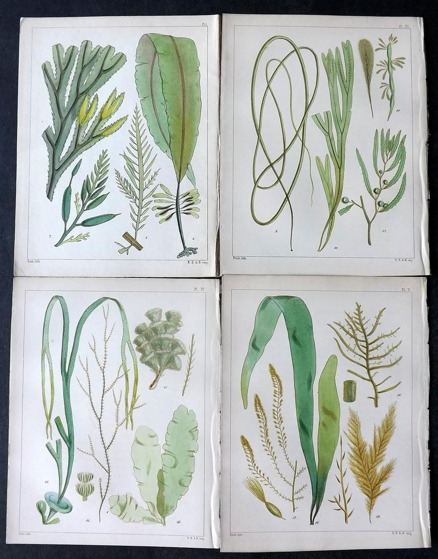 Landsborough, David 1851 Lot 4 HC Green Seaweed Prints (1 of 2)