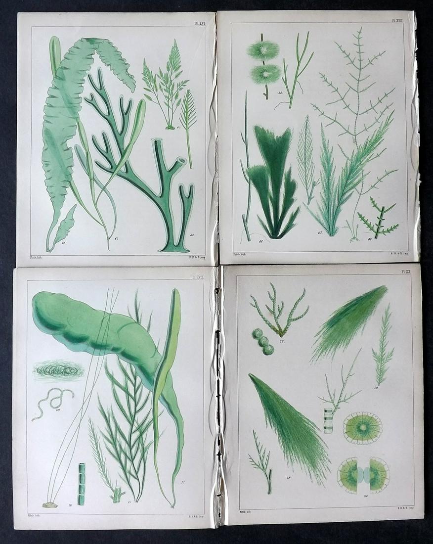 Landsborough, David 1851 Lot 4 HC Green Seaweed Prints (1 of 2)