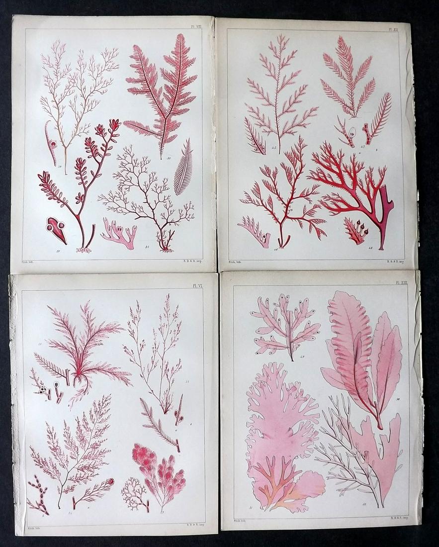 Landsborough, David 1851 Lot of 4 HC Red Seaweed Prints (1 of 2)
