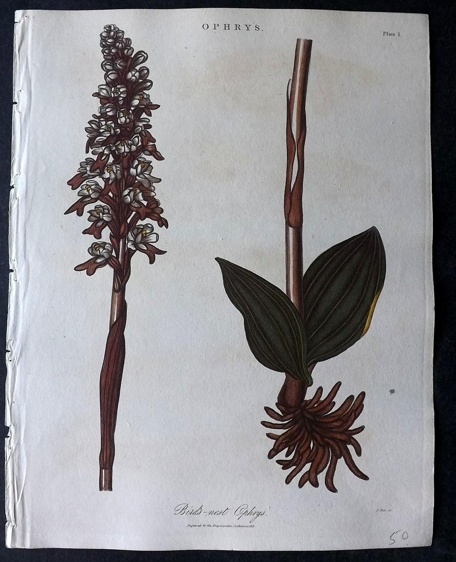Wilkes, John 1829 Botanical Print. Bird's Nest Ophys (1 of 2)