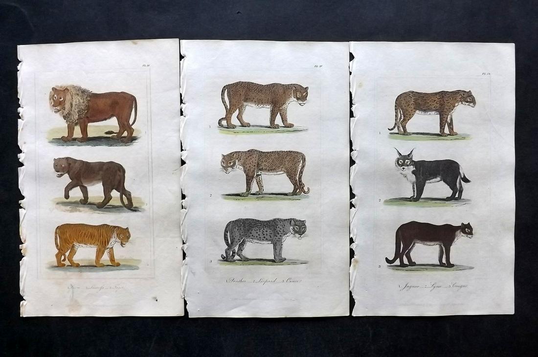 Buffon & Hutton 1821 Lot of 3 HCol Prints. Big Cats, (1 of 2)