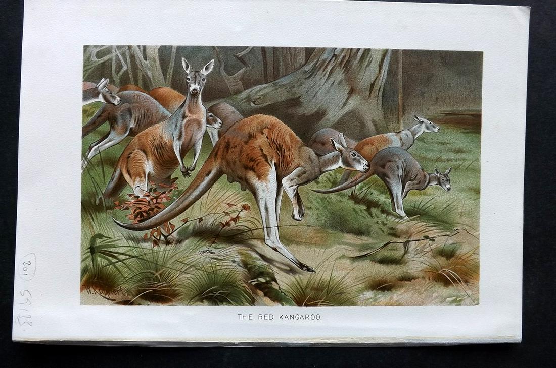 Lydekker, Richard 1895 Print. Red Kangaroo, Australia: Chromolithographs Published 1894-95, London for "The Royal Natural History" by Richard Lydekker. Illustrated by Smit, Keulemans, Wolf and others. Paper Size: 10 x 6.5 inch (25 x 16.5cm) Good Condition