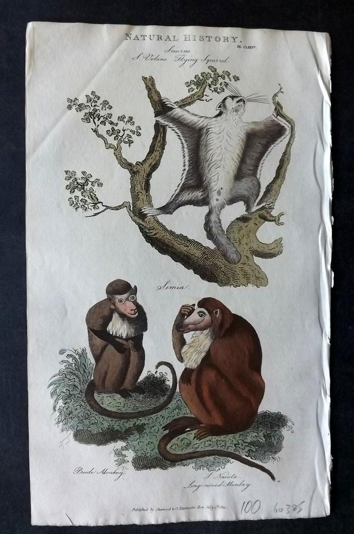 Pantologia 1813 Hand Col Print. Flying Squirrel, (1 of 1)