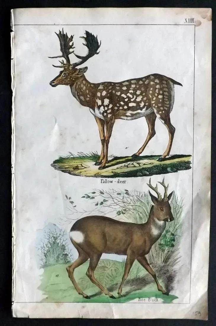 White, Adam 1862 Hand Col Print. Fallow Deer, Roe-Buck (1 of 2)