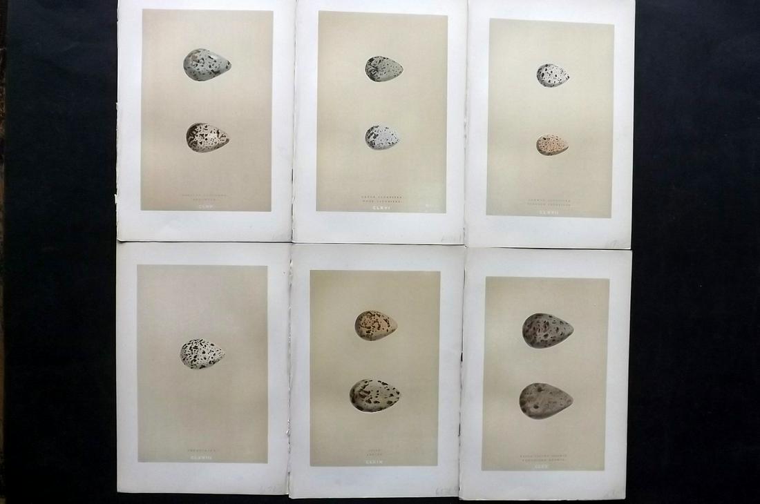 Morris, Francis 1896 Lot of 6 Antique Bird Egg Prints: Woodblocks Published 1896 by John C. Nimmo, London for "A Natural History of the Nests and Eggs of British Birds" By the Rev. Francis Orpen Morris, printed Benjamin Fawcett. Printed in colours and fin