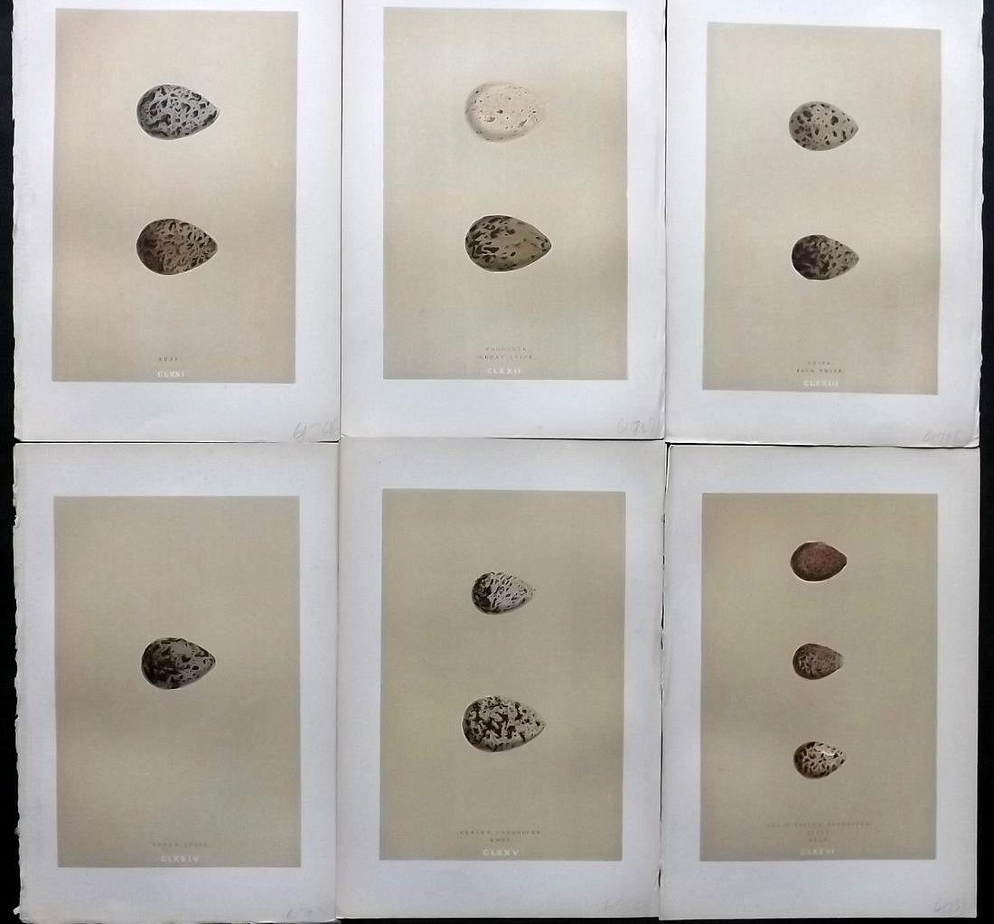 Morris, Francis 1896 Lot of 6 Antique Bird Egg Prints: Woodblocks Published 1896 by John C. Nimmo, London for "A Natural History of the Nests and Eggs of British Birds" By the Rev. Francis Orpen Morris, printed Benjamin Fawcett. Printed in colours and fin