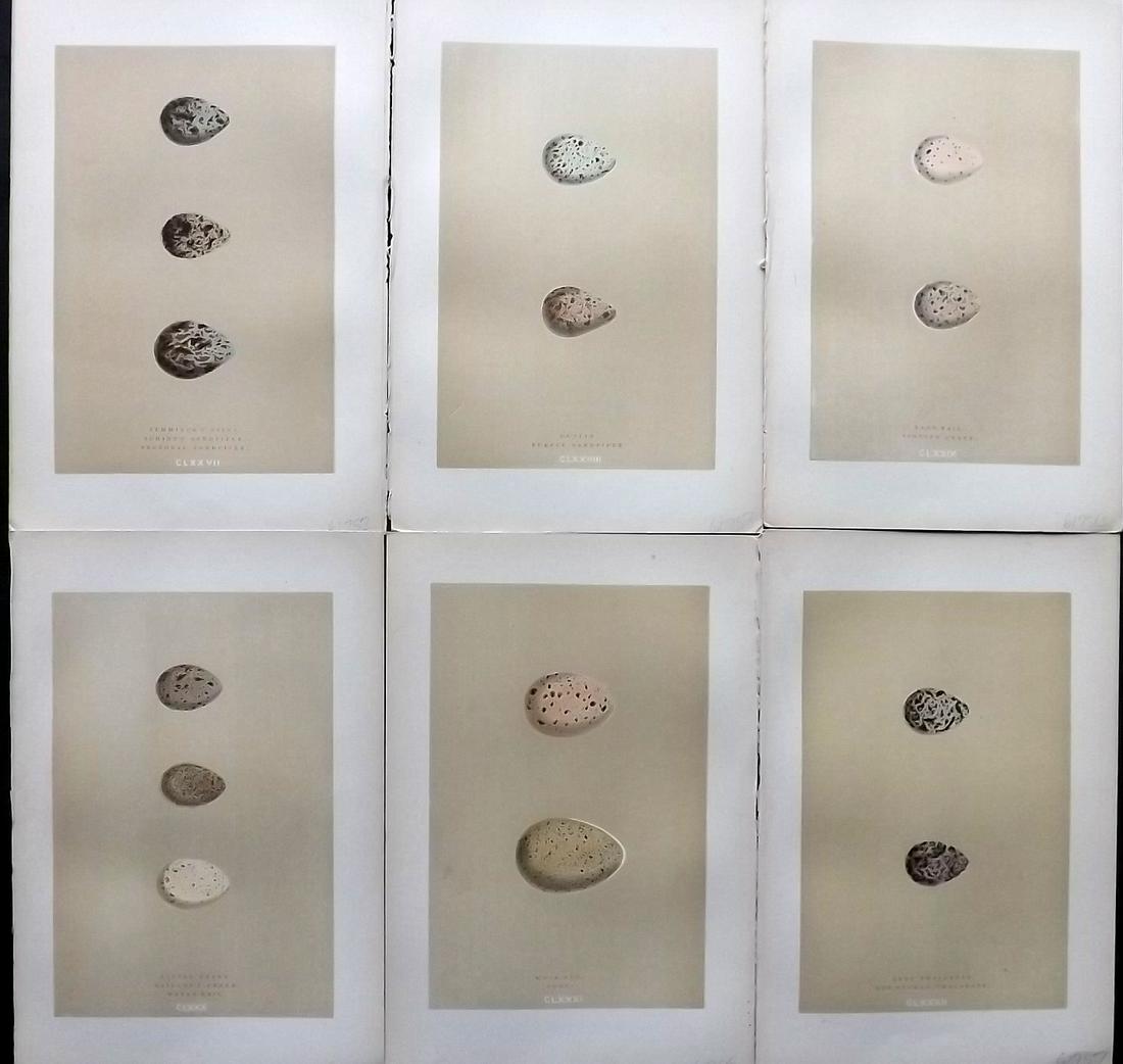 Morris, Francis 1896 Lot of 6 Antique Bird Egg Prints: Woodblocks Published 1896 by John C. Nimmo, London for "A Natural History of the Nests and Eggs of British Birds" By the Rev. Francis Orpen Morris, printed Benjamin Fawcett. Printed in colours and fin