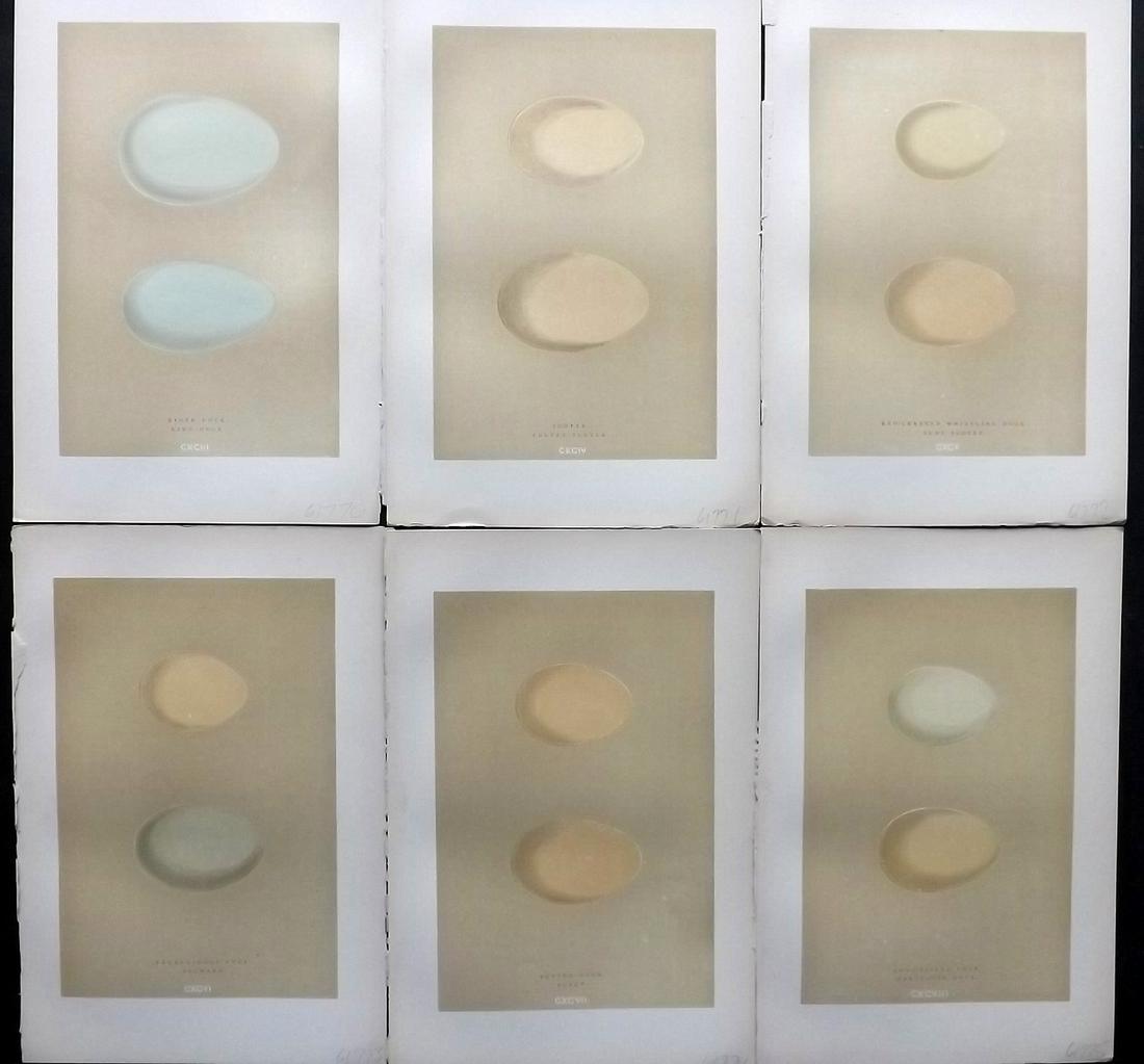 Morris, Francis 1896 Lot of 6 Antique Bird Egg Prints: Woodblocks Published 1896 by John C. Nimmo, London for "A Natural History of the Nests and Eggs of British Birds" By the Rev. Francis Orpen Morris, printed Benjamin Fawcett. Printed in colours and fin