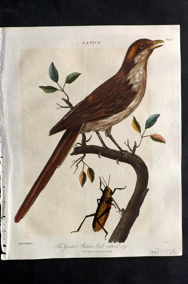 Wilkes, John C1810 HCol Bird Print. Butcher Bird, (1 of 2)