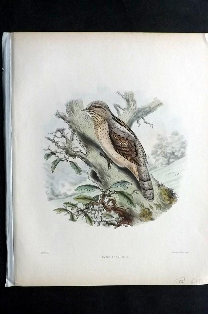 Wyatt, Claude 1894 Rare Folio HC Bird Print. Wryneck (1 of 2)
