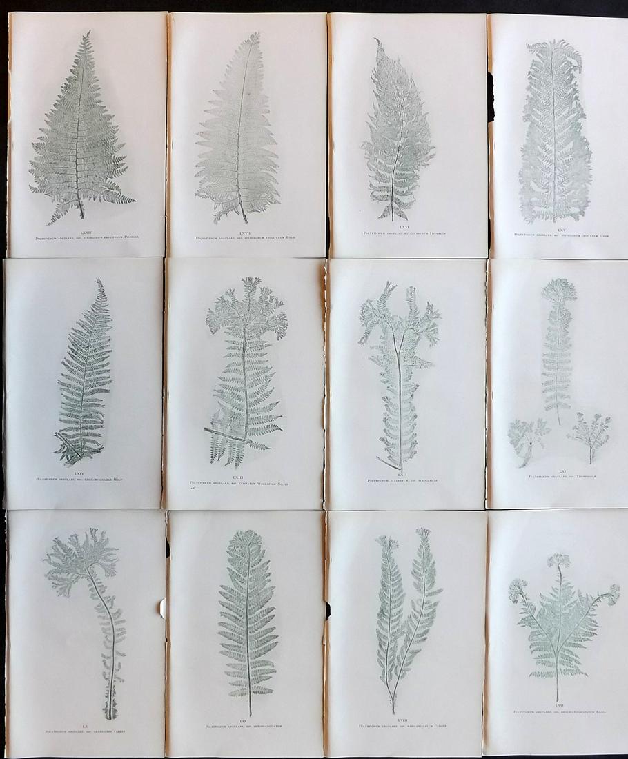 Druery, Charles C1910 Lot of 12 Nature Printed Ferns (1 of 2)