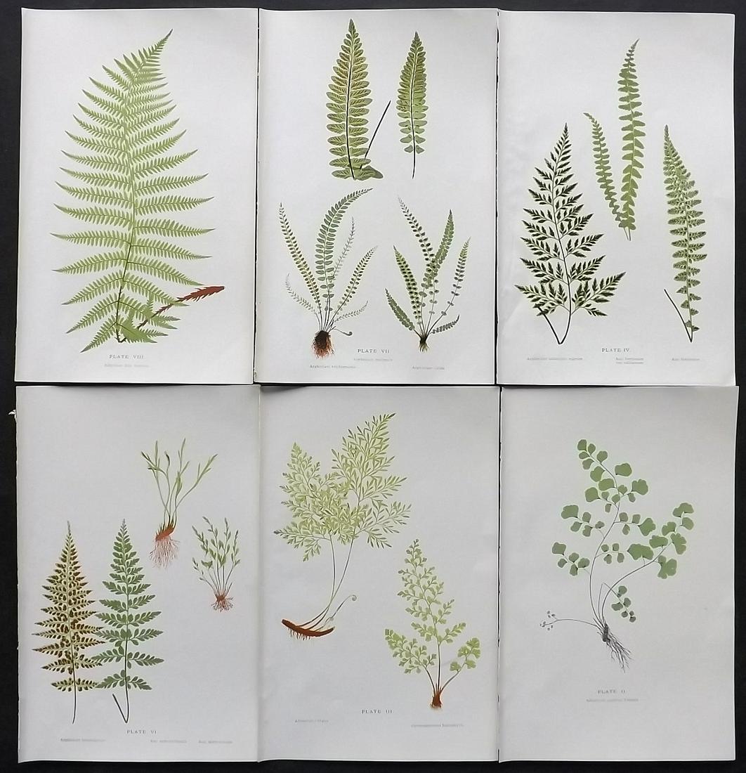 Druery, Charles C1910 Lot of 6 Antique Fern Prints: Offset Lithographs Published C1910, London for "British Ferns and Their Varieties" by Charles Druery. Paper Size: 8.5 x 5 inch (22 x 13cm) Good Condition