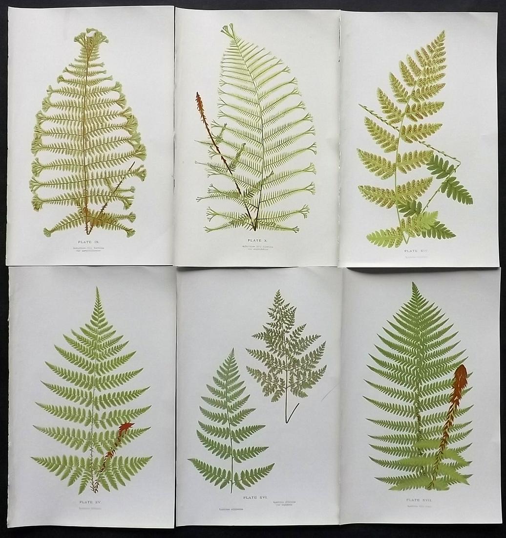 Druery, Charles C1910 Lot of 6 Antique Fern Prints: Offset Lithographs Published C1910, London for "British Ferns and Their Varieties" by Charles Druery. Paper Size: 8.5 x 5 inch (22 x 13cm) Good Condition