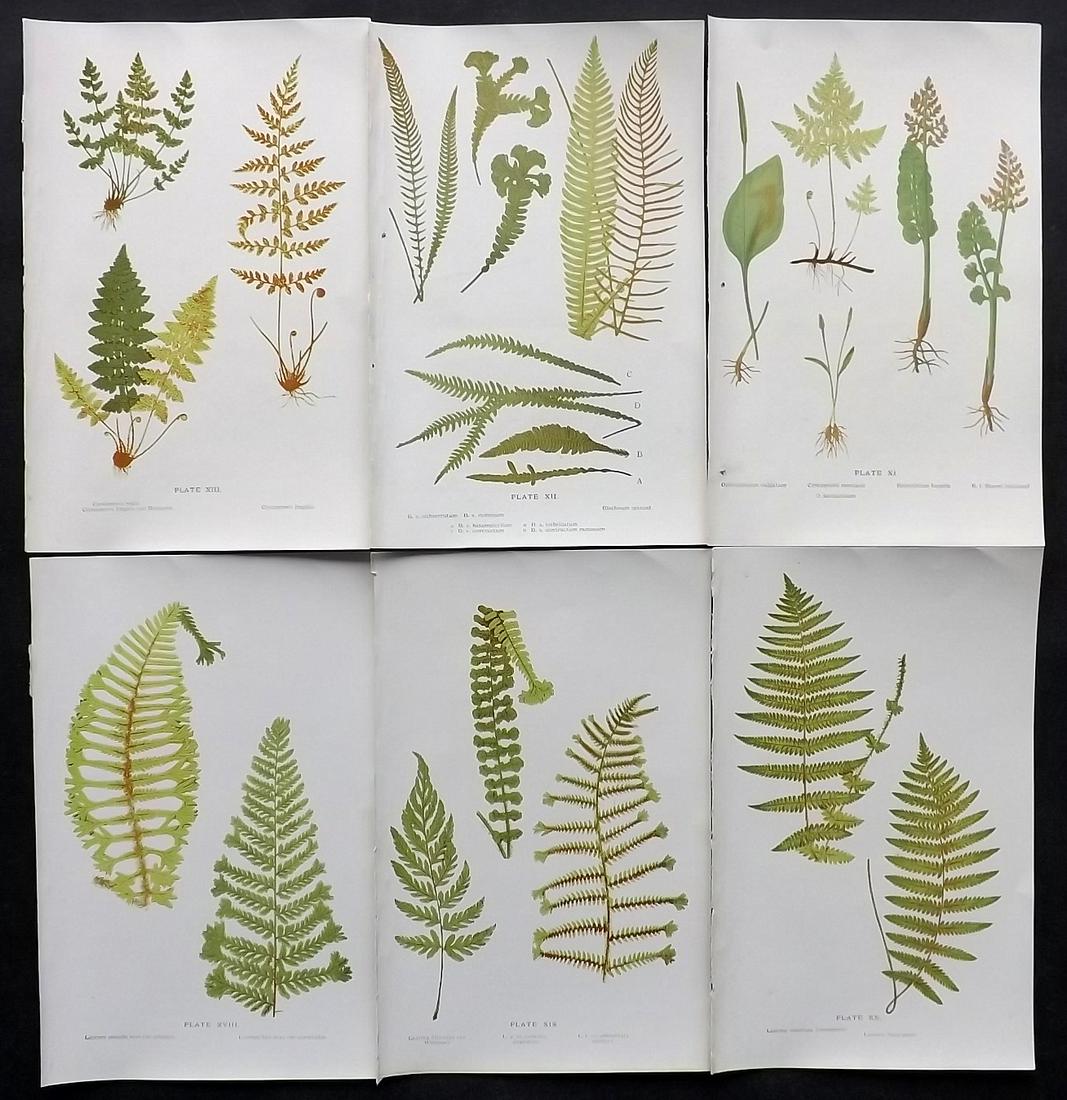 Druery, Charles C1910 Lot of 6 Antique Fern Prints: Offset Lithographs Published C1910, London for "British Ferns and Their Varieties" by Charles Druery. Paper Size: 8.5 x 5 inch (22 x 13cm) Good Condition