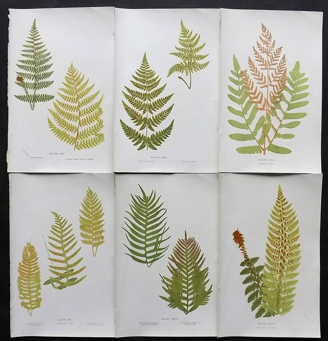 Druery, Charles C1910 Lot of 6 Antique Fern Prints: Offset Lithographs Published C1910, London for "British Ferns and Their Varieties" by Charles Druery. Paper Size: 8.5 x 5 inch (22 x 13cm) Good Condition