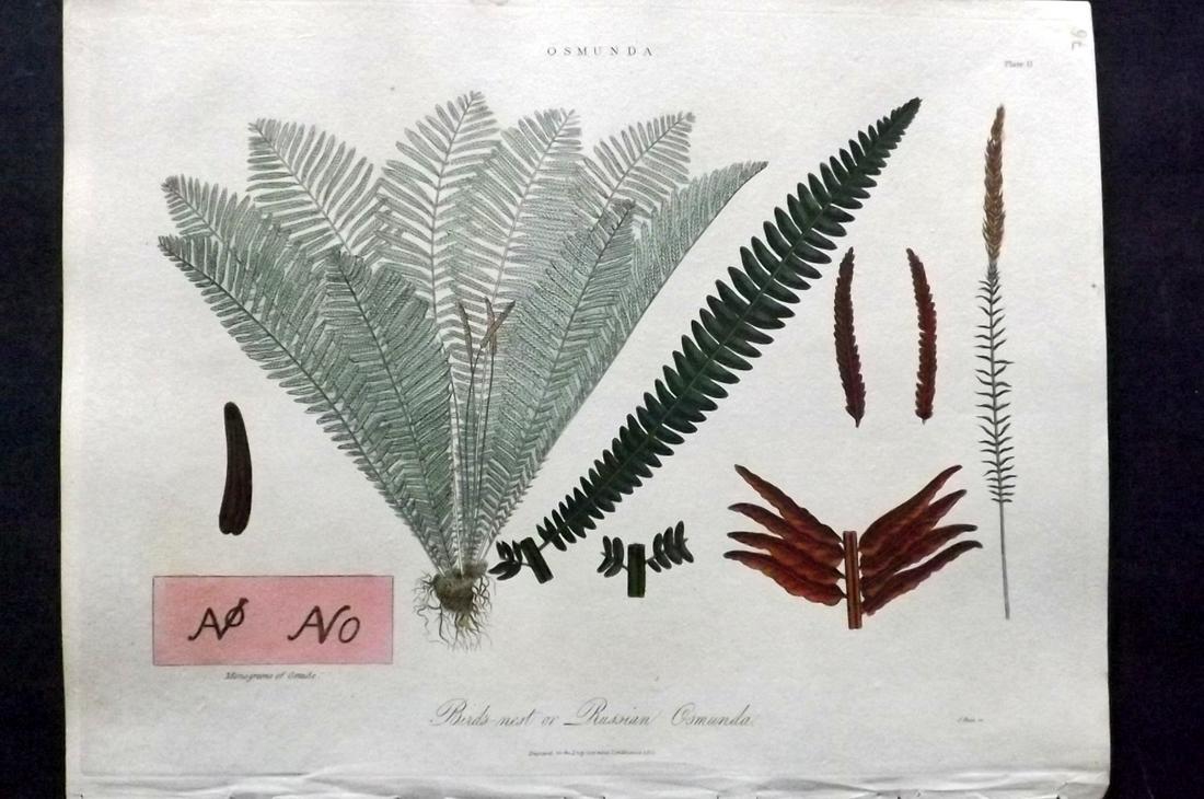 Wilkes, John 1829 Botanical Print. Bird's Nest, Osmunda (1 of 2)
