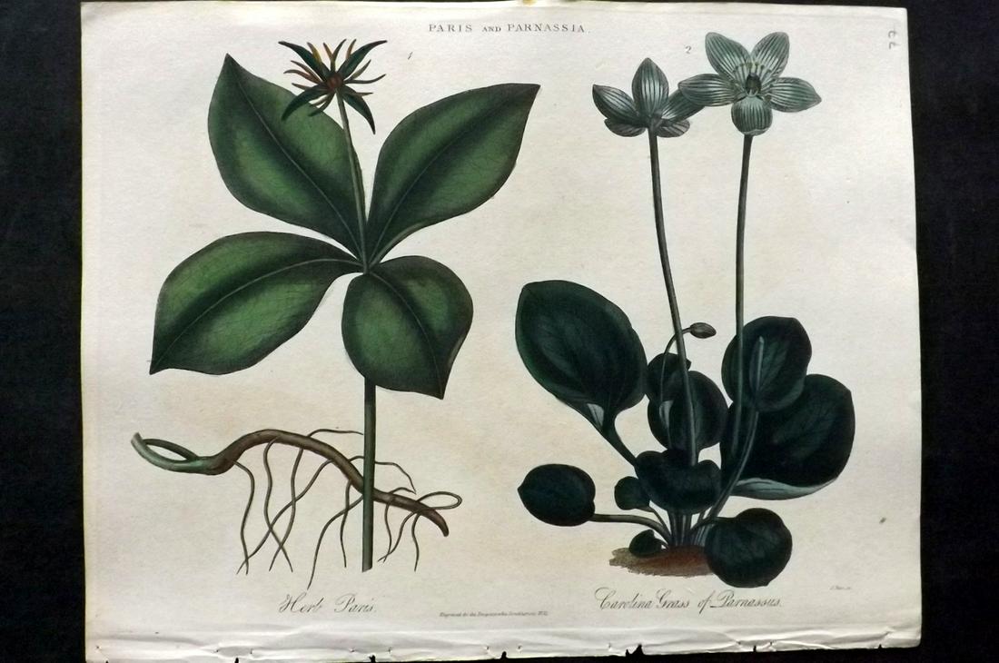 Wilkes, John 1829 Botanical Print. Herb Paris, (1 of 2)