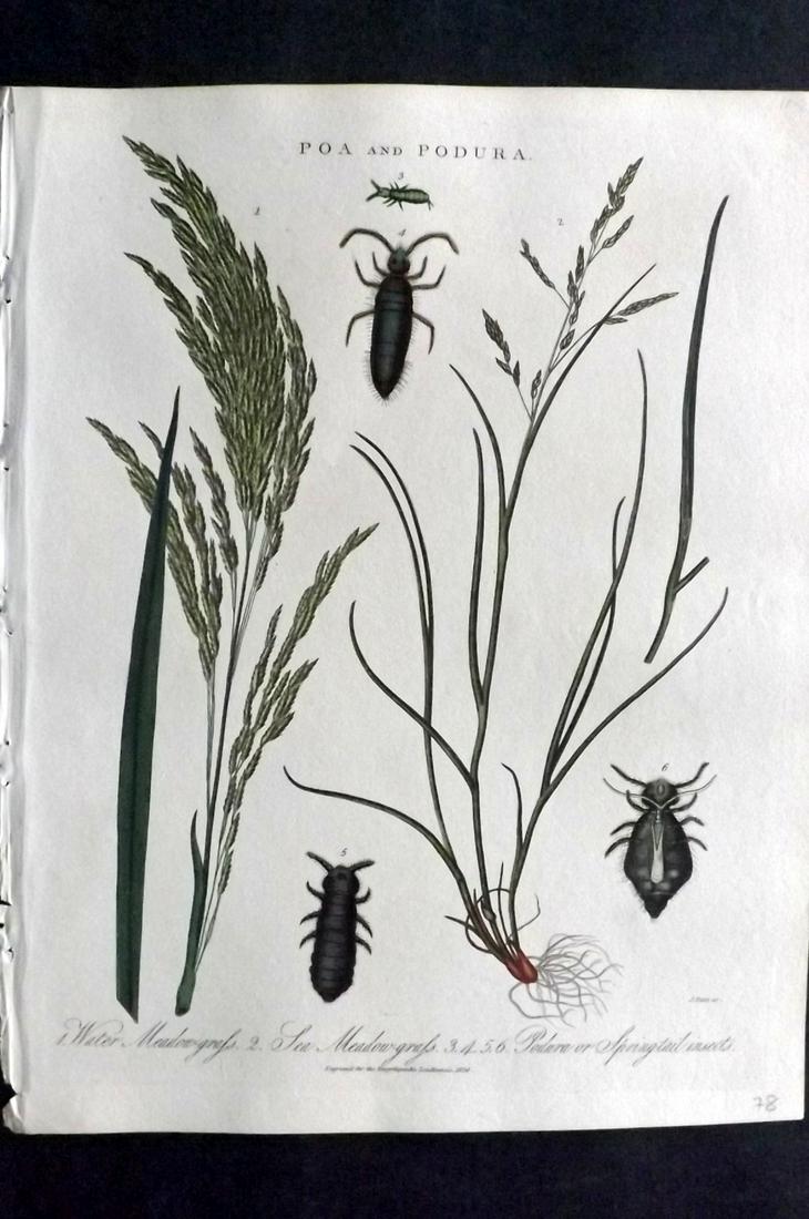 Wilkes, John 1829 Botanical Print. Meadow Grass (1 of 2)