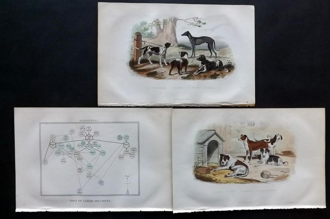 Buffon & Travies 1853 Lot of 3 HC Prints. Dogs & Chart (1 of 2)