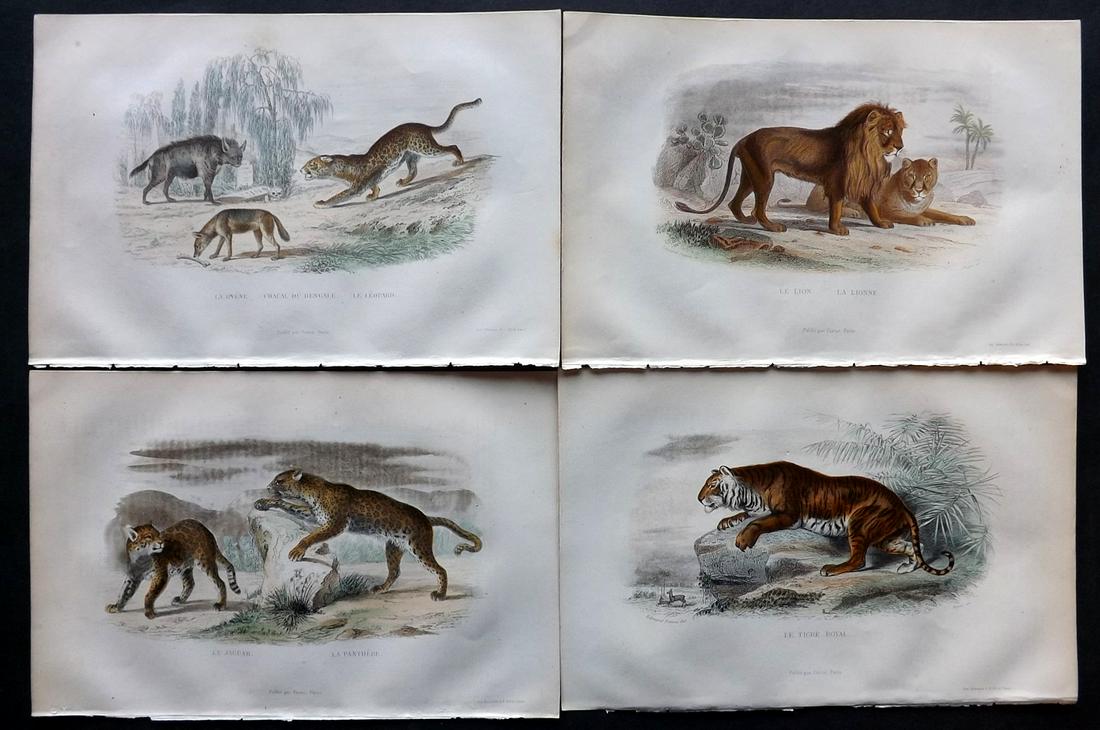 Buffon & Travies 1853 Lot of 4 HC Prints. Lion, Tiger (1 of 2)