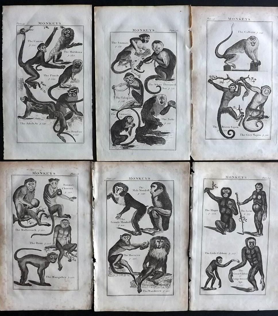 Buffon, Comte de C1795 Lot of 6 Monkey Prints: Copper Plates Published C1795, London for "Buffon's Natural History Abridged" by the Comte de Buffon. Paper Size: 8 x 5 inch (20 x 13cm) Some toning present