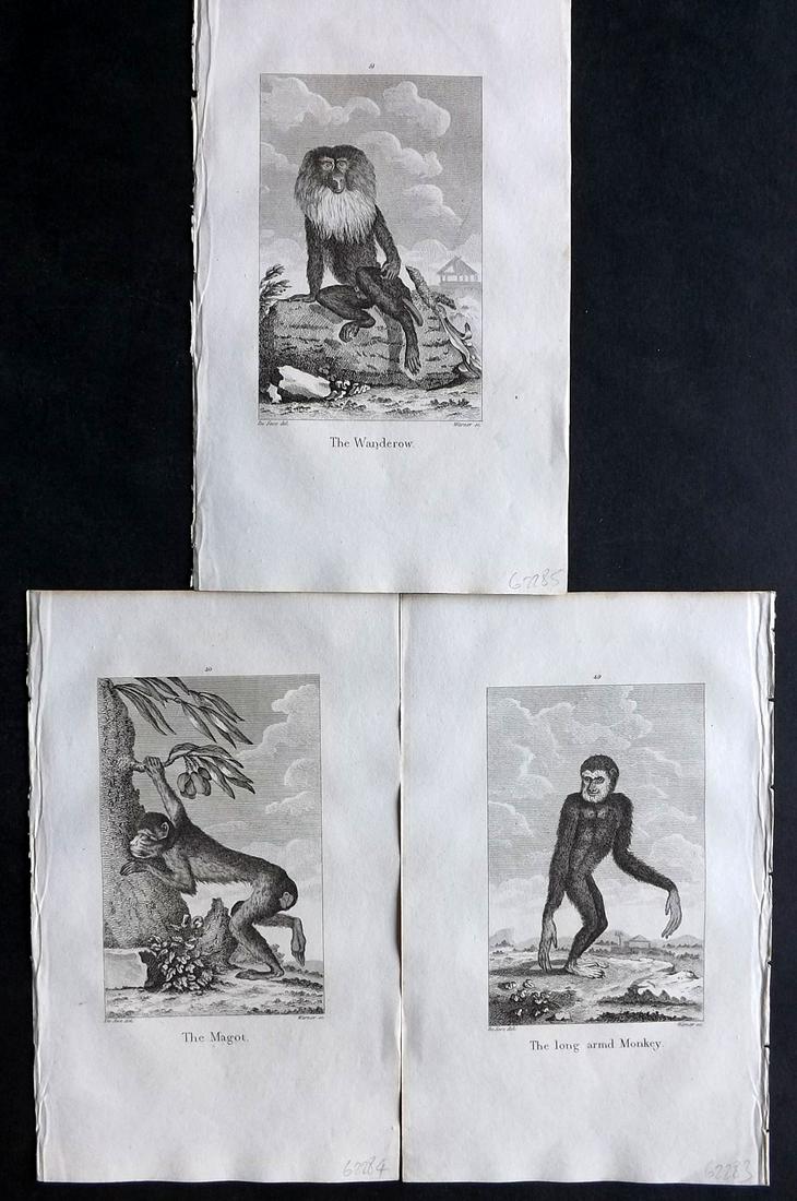 Goldsmith, Oliver 1805 Lot of 3 Monkey Prints (1 of 2)