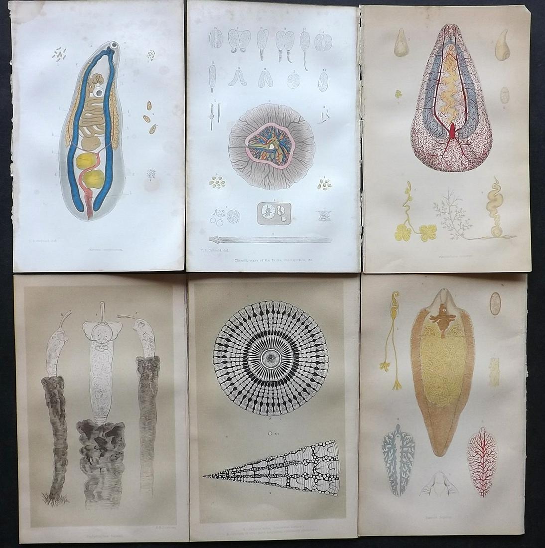 Intellectual Observer 1862 Lot of 6. Parasitic disease (1 of 2)