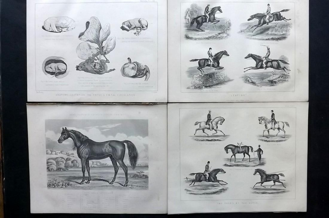 Miles, W. J. 1898 Lot of 4 Antique Horse Prints (1 of 2)