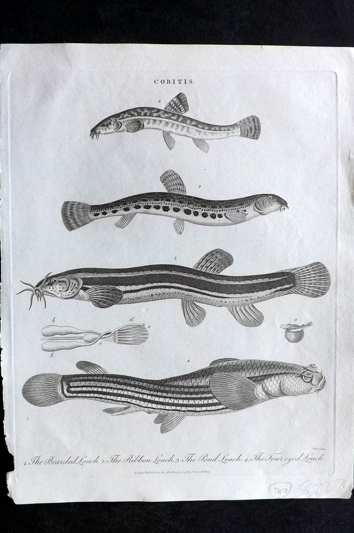 Wilkes, John C1810 Antique Fish Print. Loaches (1 of 2)