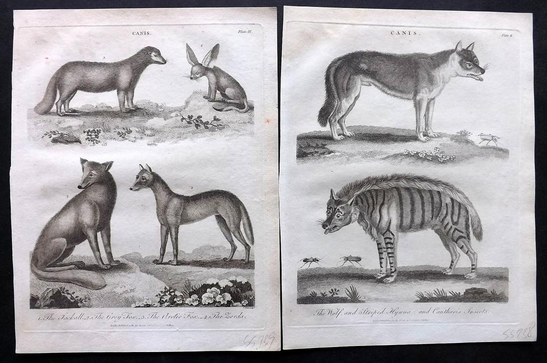 Wilkes, John C1810 Pair of Prints. Hyena, Wolf, Jackall (1 of 2)