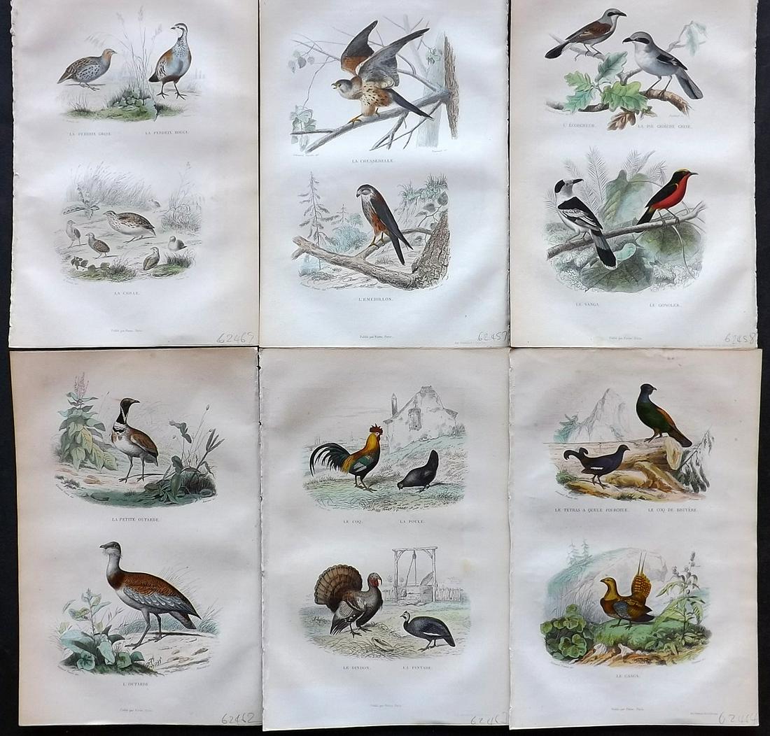 Buffon & Travies 1853 Lot of 6 Hand Col Bird Prints (1 of 2)