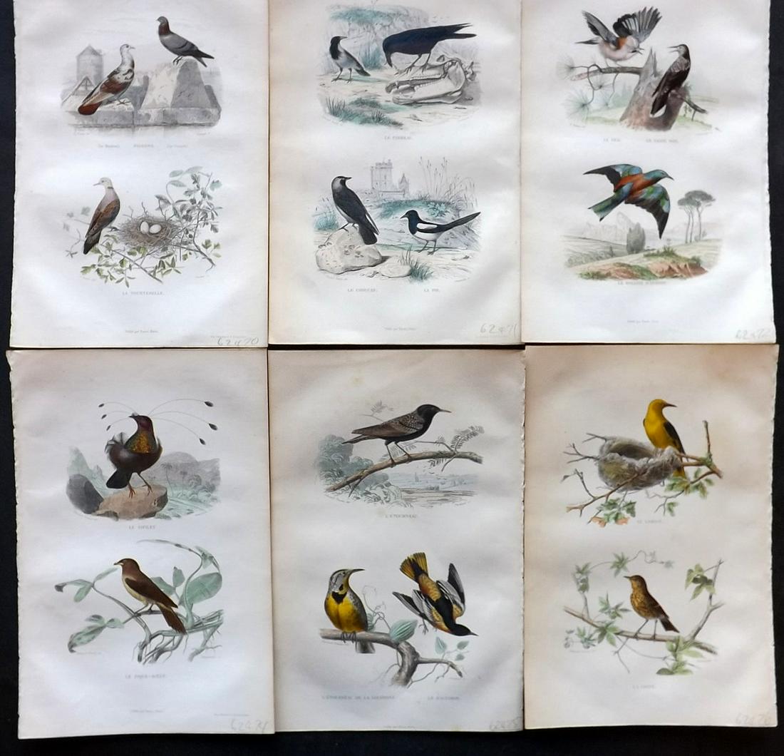 Buffon & Travies 1853 Lot of 6 Hand Col Bird Prints (1 of 2)