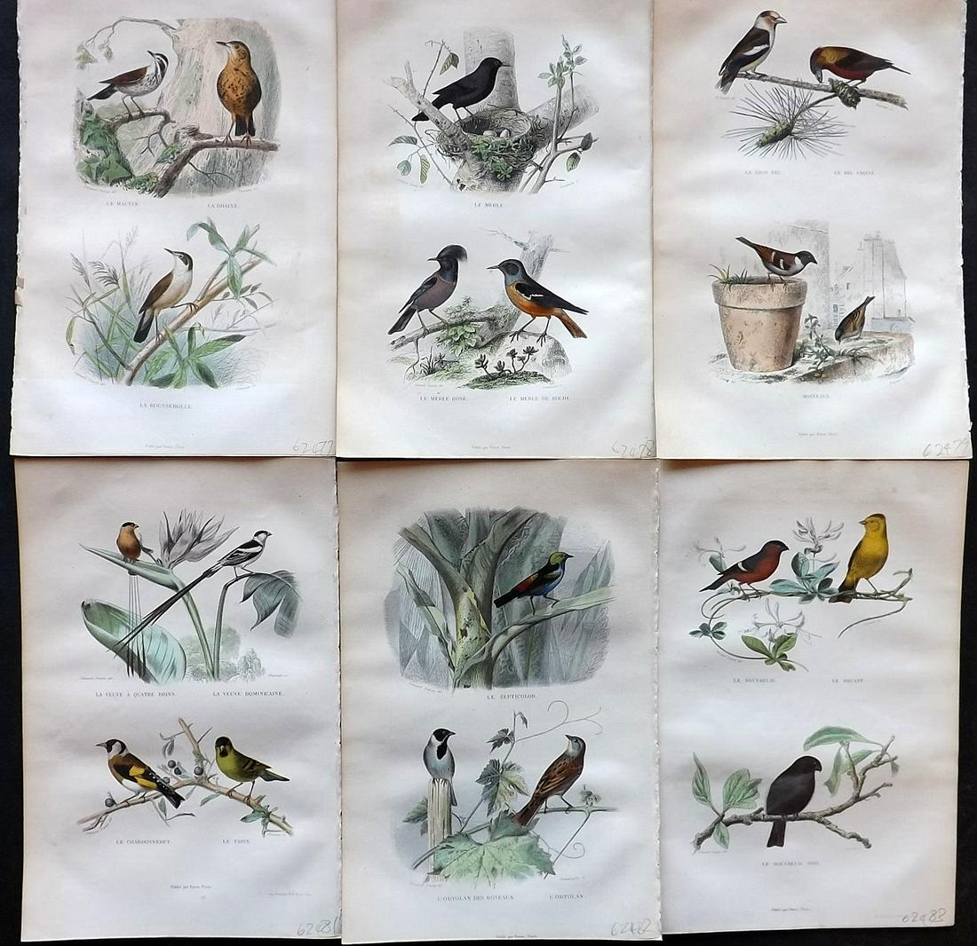 Buffon & Travies 1853 Lot of 6 Hand Col Bird Prints (1 of 2)