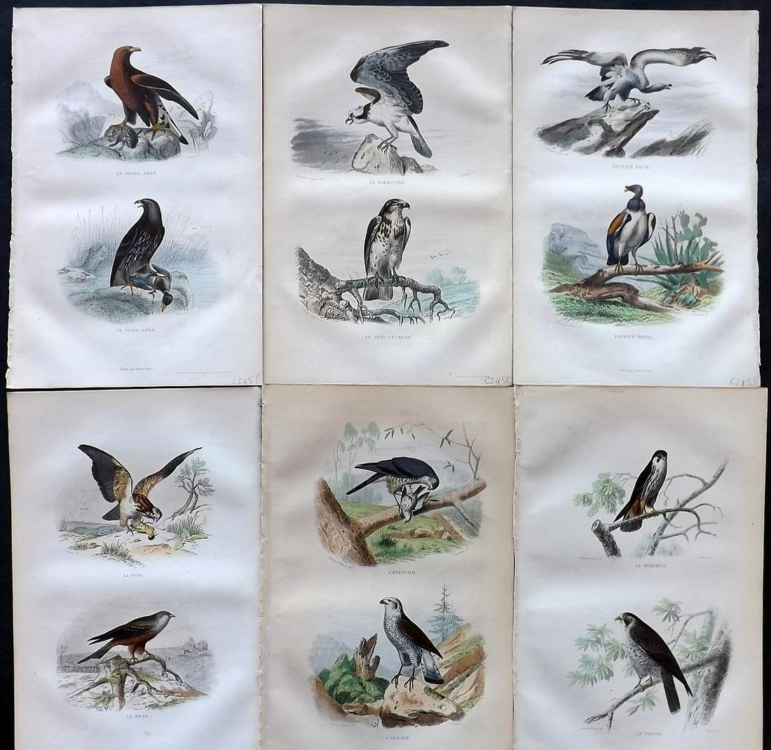 Buffon & Travies 1853 Lot of 6 HCol Bird of Prey Prints (1 of 2)