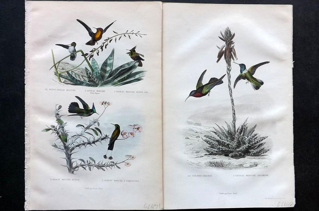 Buffon & Travies 1853 Pair of Hummingbird Prints (1 of 2)