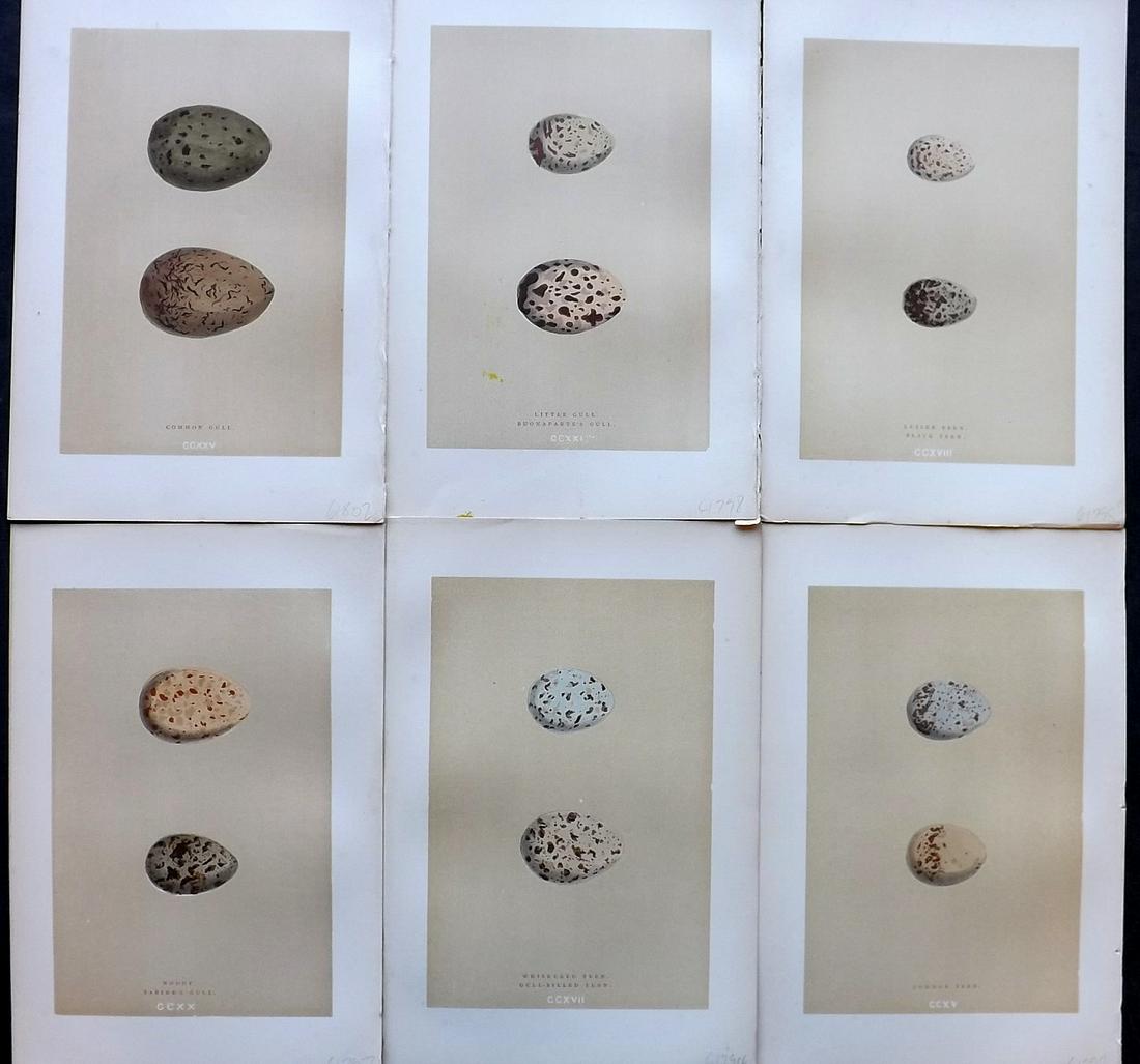 Morris, Francis 1896 Lot of 6 Antique Bird Egg Prints (1 of 2)