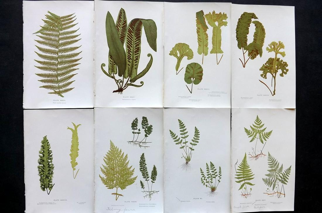 Druery, Charles C1910 Lot of 8 Antique Fern Prints: Offset Lithographs Published C1910, London for "British Ferns and Their Varieties" by Charles Druery. Paper Size: 8.5 x 5 inch (22 x 13cm) Good Condition