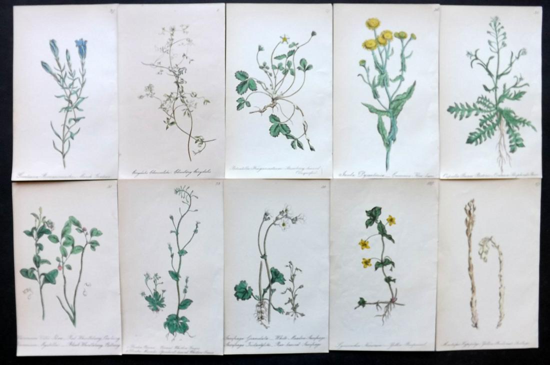 Hogg & Johnson C1870 Lot of 10 HCol Botanical Prints: Hand Coloured Lithographs Published 1863-1880, London for "The Wild Flowers of Great Britain" by Robert Hogg & George W. Johnson. Paper Size: 8.5 x 5 inch (22 x 14cm) Good Condition