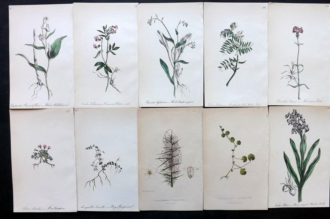 Hogg & Johnson C1870 Lot of 10 HCol Botanical Prints: Hand Coloured Lithographs Published 1863-1880, London for "The Wild Flowers of Great Britain" by Robert Hogg & George W. Johnson. Paper Size: 8.5 x 5 inch (22 x 14cm) Good Condition