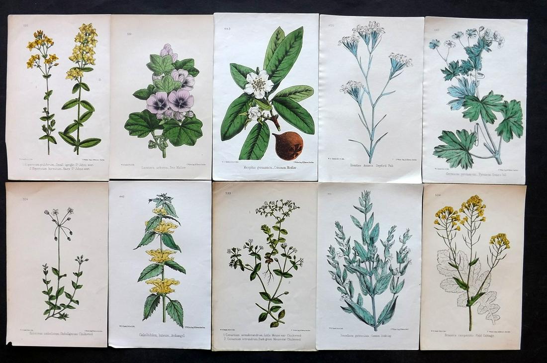 Hogg & Johnson C1870 Lot of 10 HCol Botanical Prints: Hand Coloured Lithographs Published 1863-1880, London for "The Wild Flowers of Great Britain" by Robert Hogg & George W. Johnson. Paper Size: 8.5 x 5 inch (22 x 14cm) Good Condition