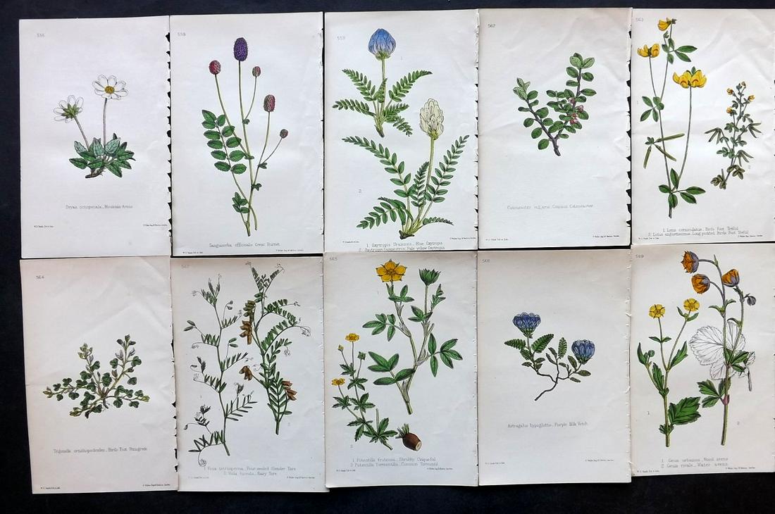 Hogg & Johnson C1870 Lot of 10 HCol Botanical Prints: Hand Coloured Lithographs Published 1863-1880, London for "The Wild Flowers of Great Britain" by Robert Hogg & George W. Johnson. Paper Size: 9 x 5.5 inch (23 x 14cm) Good Condition