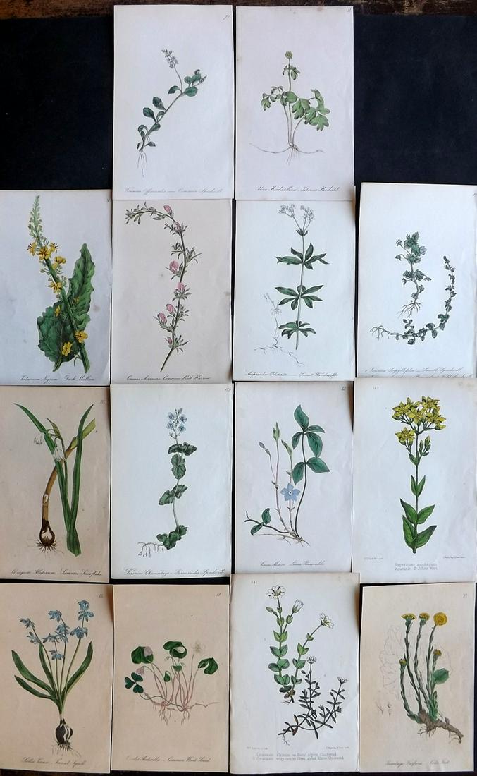 Hogg & Johnson C1870 Lot of 14 HCol Botanical Prints: Hand Coloured Lithographs Published 1863-1880, London for "The Wild Flowers of Great Britain" by Robert Hogg & George W. Johnson. Paper Size: 9 x 5.5 inch (23 x 14cm) Approx. Most with background toni