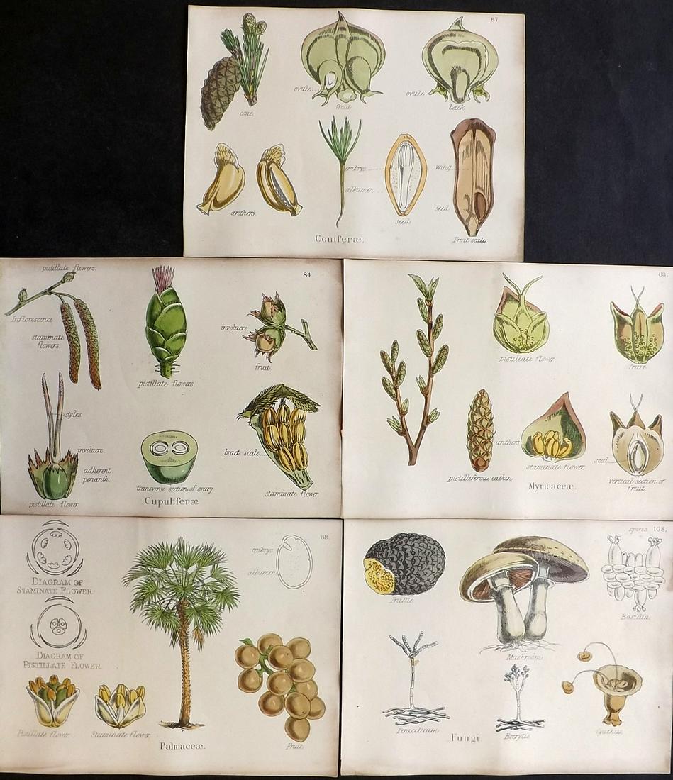 Oliver & Fitch 1874 Lot of 5 Hand Col Botanical Prints (1 of 2)