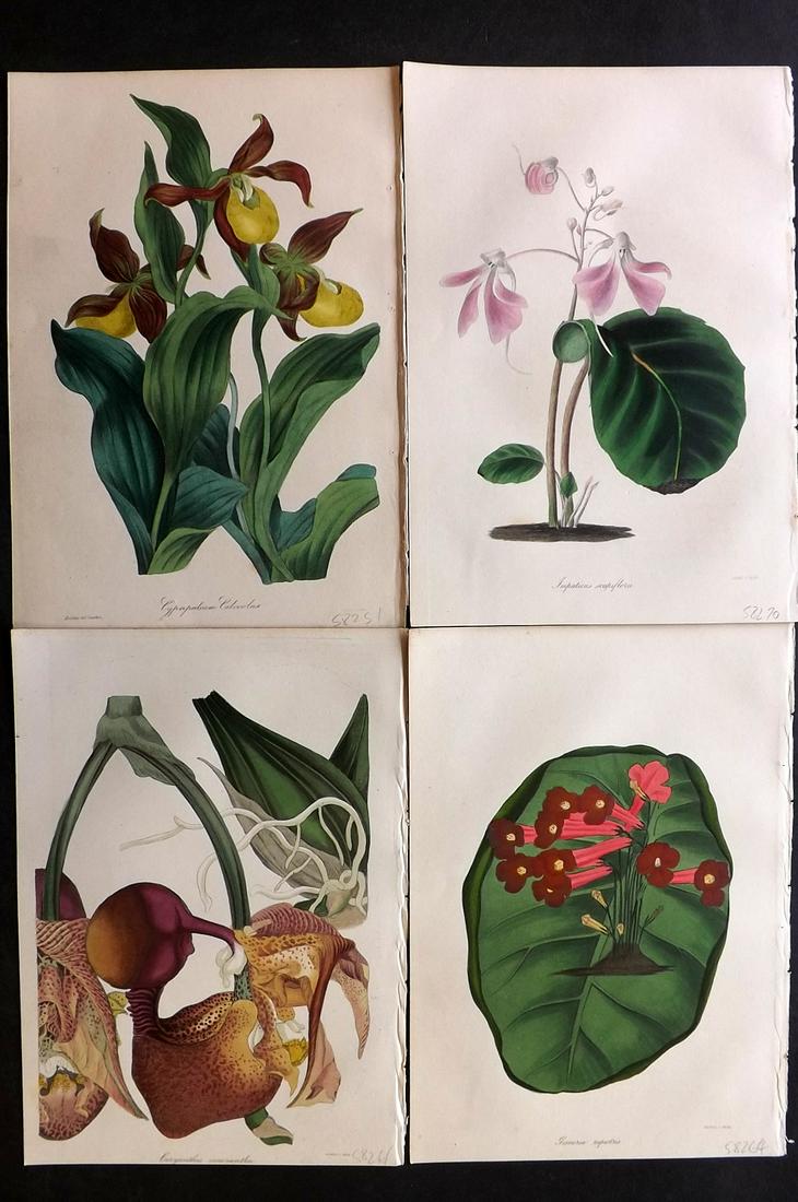 Paxton, Joseph 1835 Lot of 4 HCol Botanical Prints: Hand Colored Etchings Published 1834-49, London for "Paxton's Magazine of Botany" by Joseph Paxton. With accompanying descriptive text. Paper Size: 9 x 6 inch (23 x 15cm) Good Condition