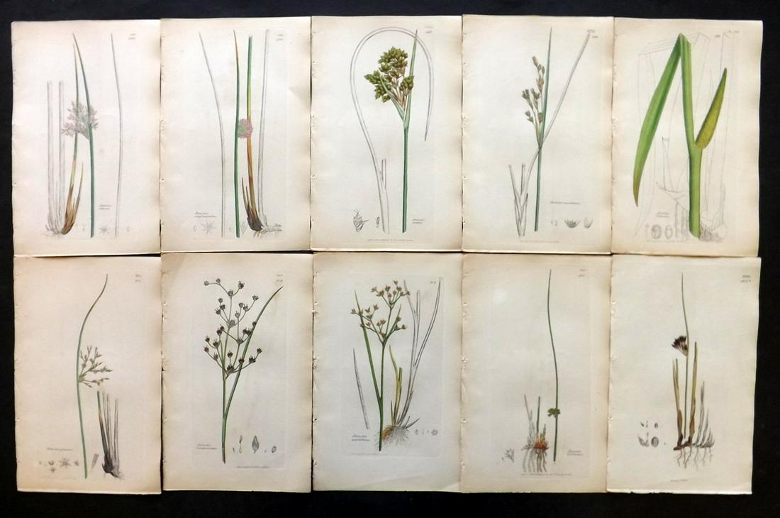 Sowerby, James C1840 Lot 10 Part HCol Botanical Prints: Partial Hand Colored Etchings only (as issued) Published London, 1832-46 for "English Botany; or, Coloured Figures of British Plants…" Second Edition by James Sowerby and Edward Smith. Paper Size: 9