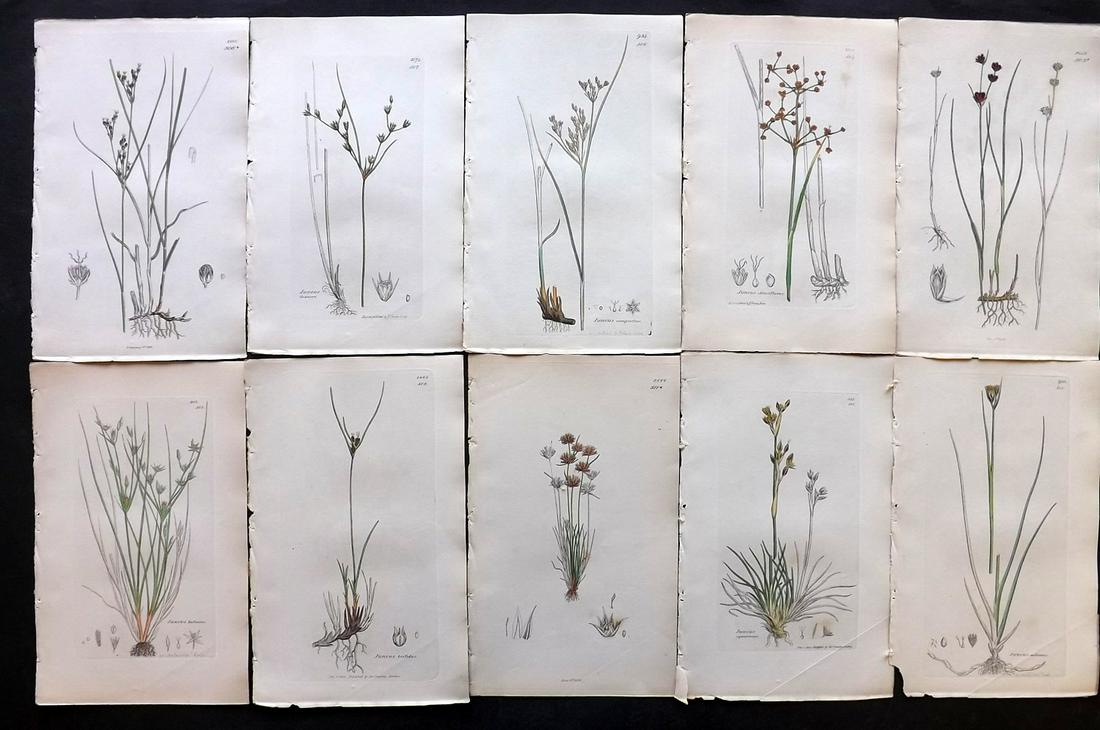 Sowerby, James C1840 Lot 10 Part HCol Botanical Prints: Partial Hand Colored Etchings only (as issued) Published London, 1832-46 for "English Botany; or, Coloured Figures of British Plants…" Second Edition by James Sowerby and Edward Smith. Paper Size: 9