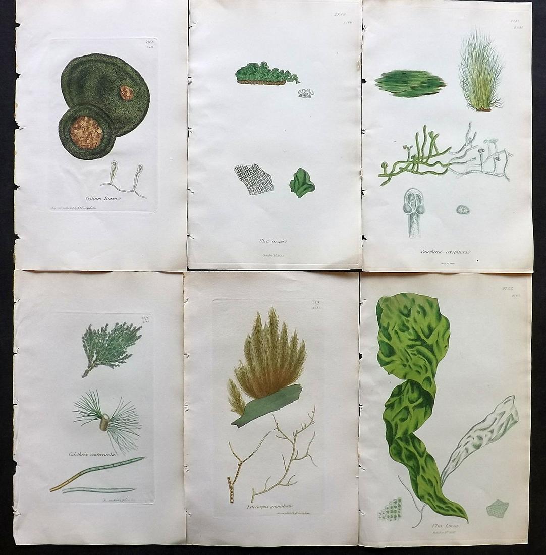 Sowerby, James C1840 Lot of 6 Hand Col Seaweed Prints: Full Hand Colored Etchings Published London, 1832-46 for "English Botany; or, Coloured Figures of British Plants…" Second Edition by James Sowerby and Edward Smith. Paper Size: 9 x 5.5 inch (23 x 14