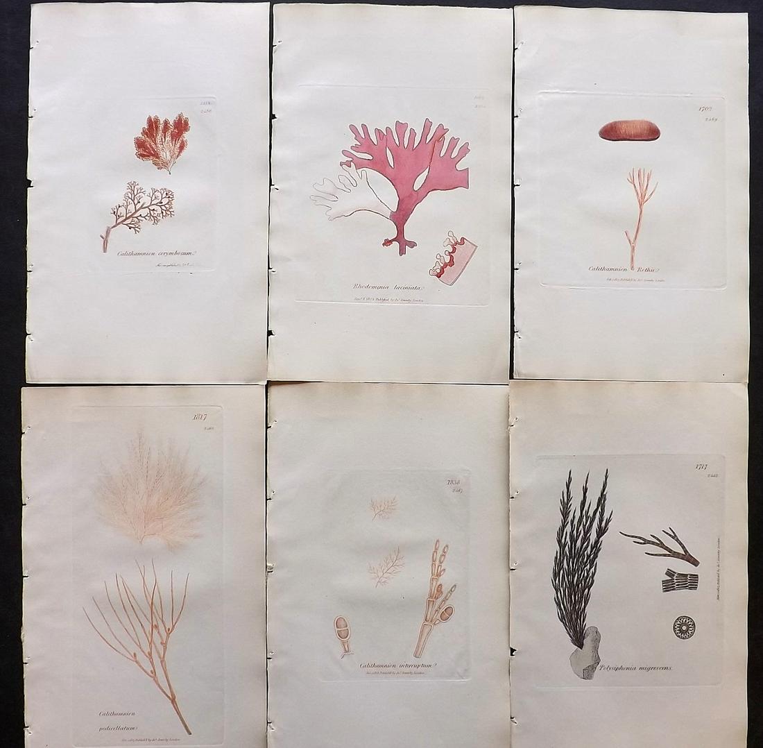 Sowerby, James C1840 Lot of 6 Hand Col Seaweed Prints: Full Hand Colored Etchings Published London, 1832-46 for "English Botany; or, Coloured Figures of British Plants…" Second Edition by James Sowerby and Edward Smith. Paper Size: 9 x 5.5 inch (23 x 14