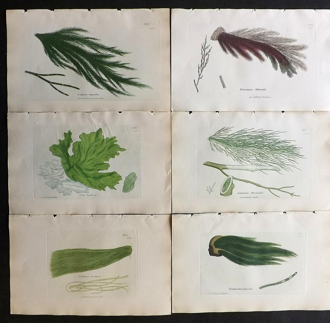 Sowerby, James C1840 Lot of 6 Hand Col Seaweed Prints: Full Hand Colored Etchings Published London, 1832-46 for "English Botany; or, Coloured Figures of British Plants…" Second Edition by James Sowerby and Edward Smith. Paper Size: 9 x 5.5 inch (23 x 14