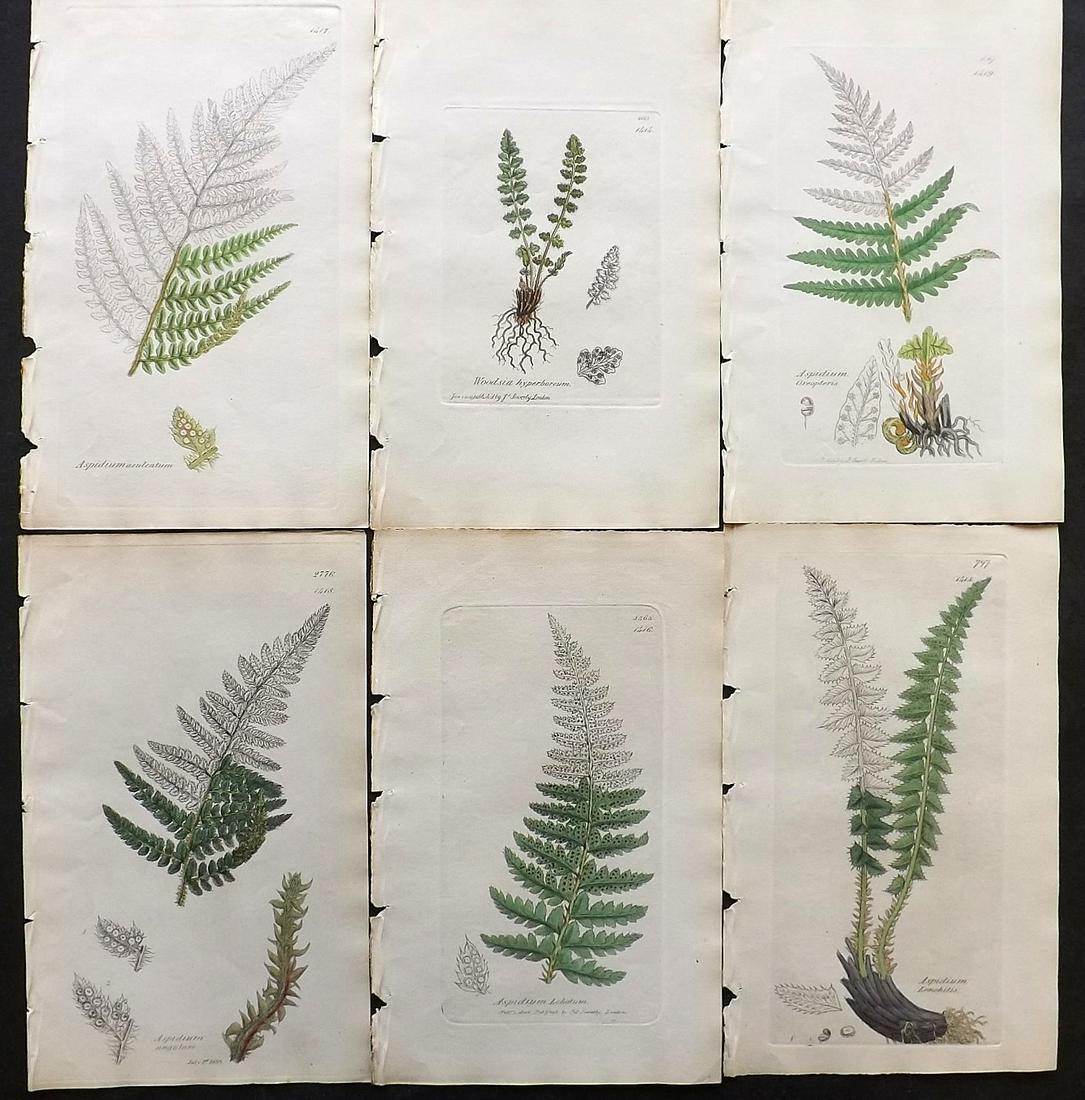Sowerby, James C1840 Lot of 6 Part HCol Ferns Prints: Partial Hand Colored Etchings only (as issued) Published London, 1832-46 for "English Botany; or, Coloured Figures of British Plants…" Second Edition by James Sowerby and Edward Smith. Paper Size: 9